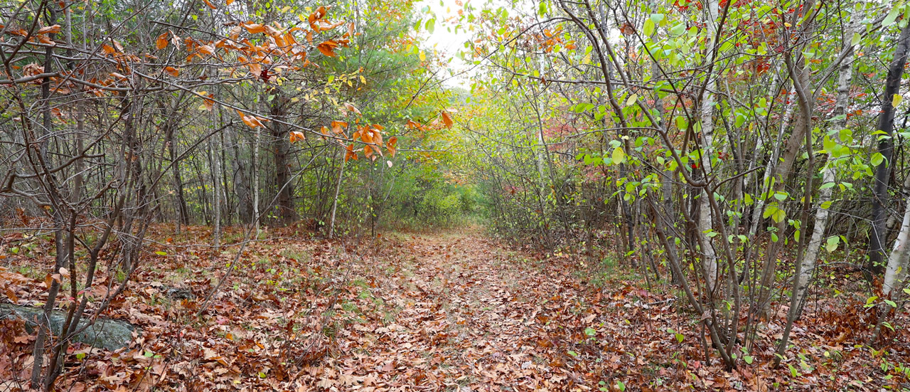 striking vermont fall woods